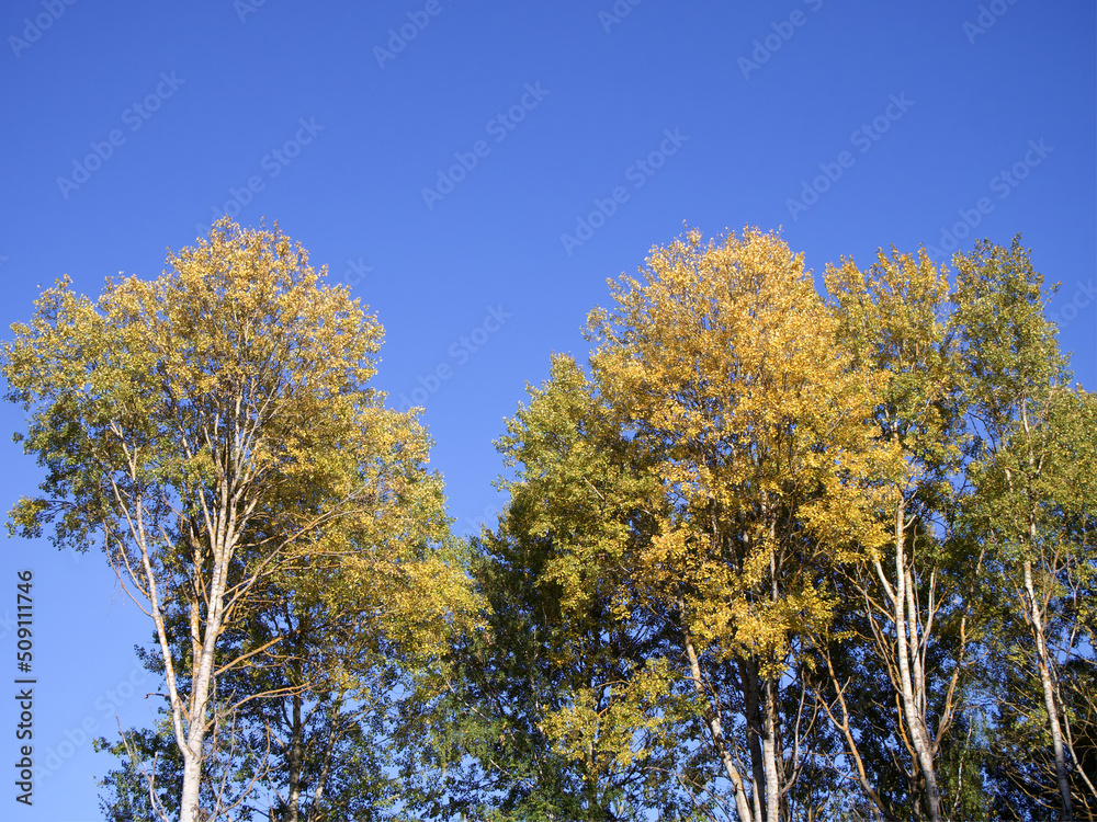 The tops of aspen trees against the blue sky on a sunny autumn day.