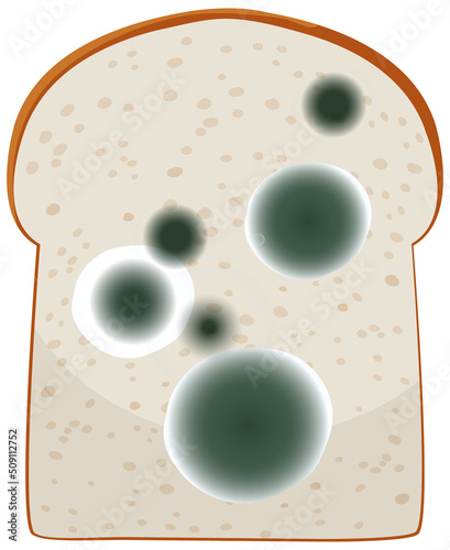 A piece of bread with mold