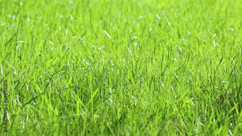 Close-up of green ripe grass background. Swaying in blowing wind. Juicy and reach lawn, park or garden. Time to cut. Refreshing in sunlight. Nature ecology. Summer meadow densely overgrown with herbs Close-up of green ripe grass background. Swaying in blowing wind. Juicy and reach lawn, park or garden. Time to cut. Refreshing in sunlight. Nature ecology. Summer meadow densely overgrown with herbs