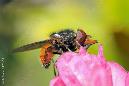Mouche sur rhododendron