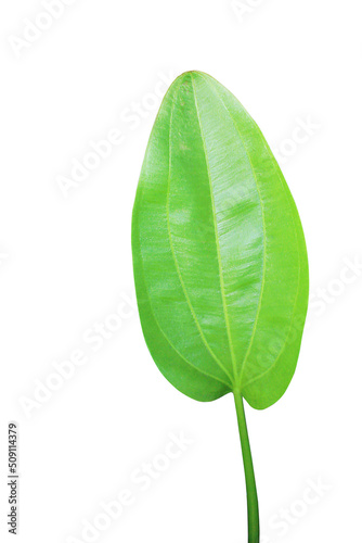 Echinodosus cordifolius leaves, white background photo