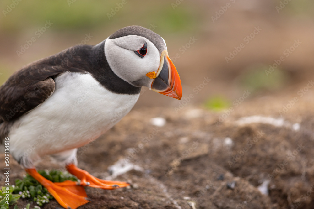 Fototapeta premium Atlantic puffins on Farne Islands in Northern England. The Farne Islands are a group of islands off the coast of Northumberland, England.