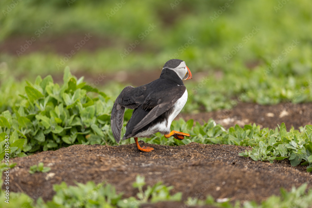 Obraz premium Atlantic puffins on Farne Islands in Northern England. The Farne Islands are a group of islands off the coast of Northumberland, England.