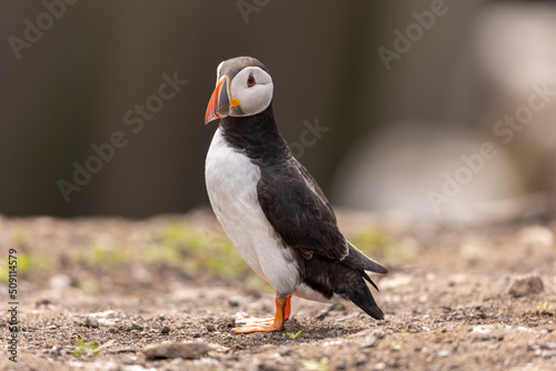 Atlantic puffins on Farne Islands in Northern England. The Farne Islands are a group of islands off the coast of Northumberland  England.