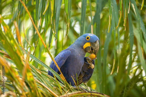 hyacinth macaw close up on a palm tree in the nature habitat