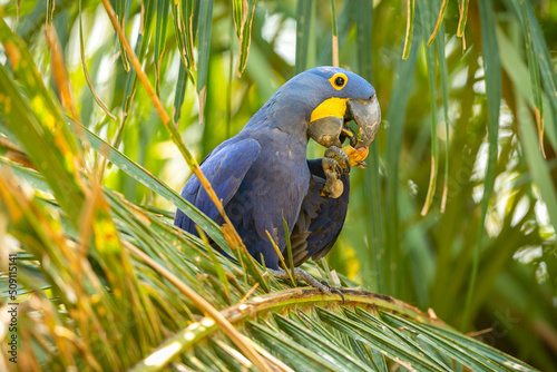 hyacinth macaw close up on a palm tree in the nature habitat