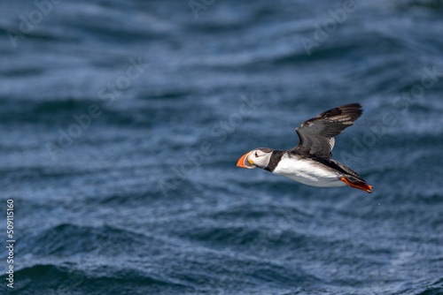 Atlantic puffins on Farne Islands in Northern England. The Farne Islands are a group of islands off the coast of Northumberland, England.