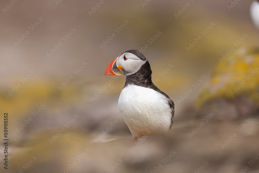 Atlantic puffins on Farne Islands in Northern England. The Farne Islands are a group of islands off the coast of Northumberland, England. Atlantic puffins on Farne Islands in Northern England. The Farne Islands are a group of islands off the coast of Northumberland, England.