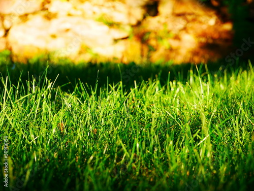 Close-up of the green garden lawn