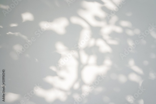 Shadow of foliage on white background. Overlay.