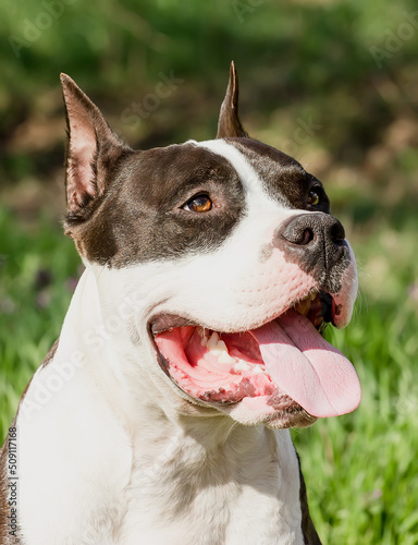 Portrait of a beautiful dog breed American Staffordshire Terrier.