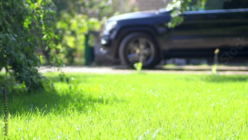 Close up of bright juicy fresh grass in the backyard. Trees and parked black car on background. Decorative garden or park. Lawns behind the house. Maintained area in summer day, grass recently cut