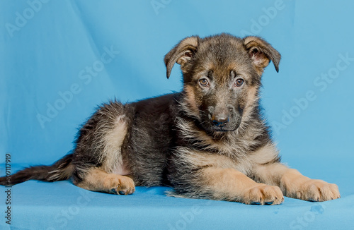 Beautiful puppy of the German Shepherd breed on a blue background.