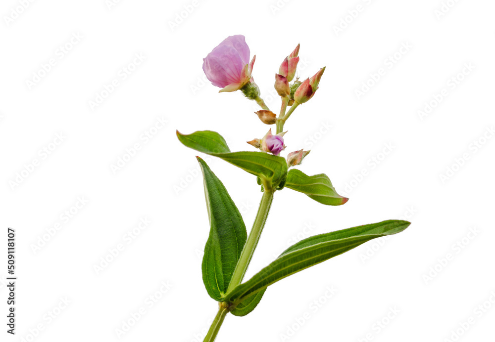Closeup pink Buds Tibouchina Urvilleana Melastomataceae isolated on a white background. Closeup pink Buds Tibouchina Urvilleana Melastomataceae isolated on a white background.