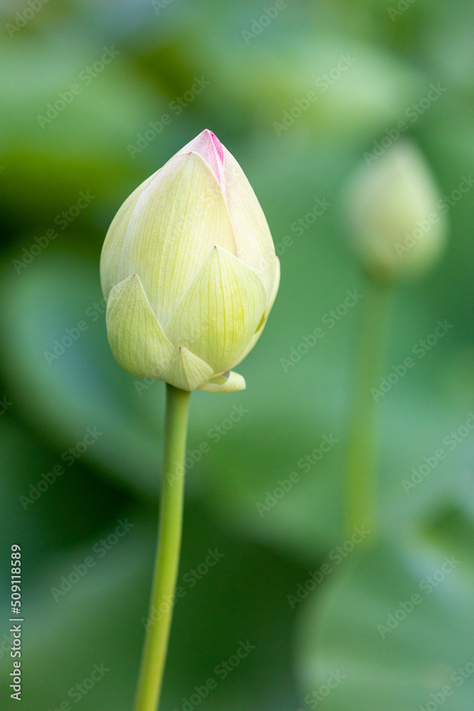 Sacred lotus nelumbo nucifera lotus of india Sacred lotus nelumbo nucifera lotus of india