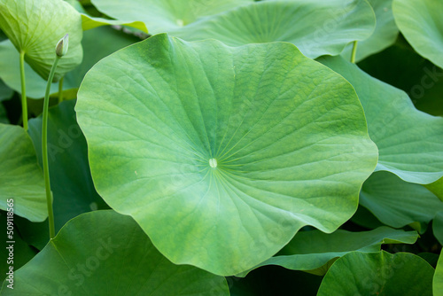 American lotus leaf nelumbo lutea wallpape