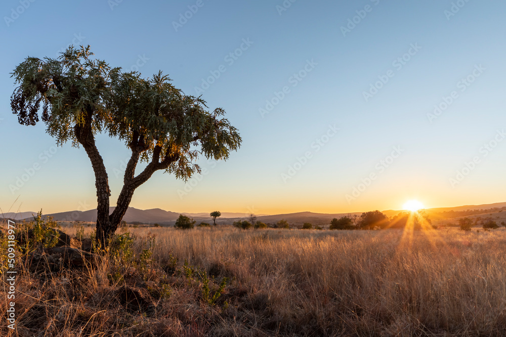 Green Cabbage tree at sunrise in winter