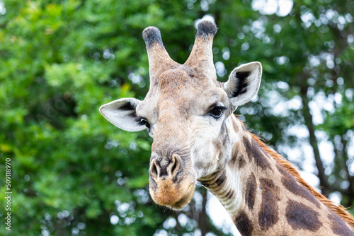 Face of giraffe up close