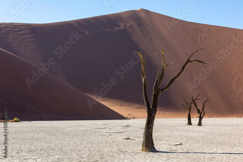Dead camelthorn trees in front of high sand dunes