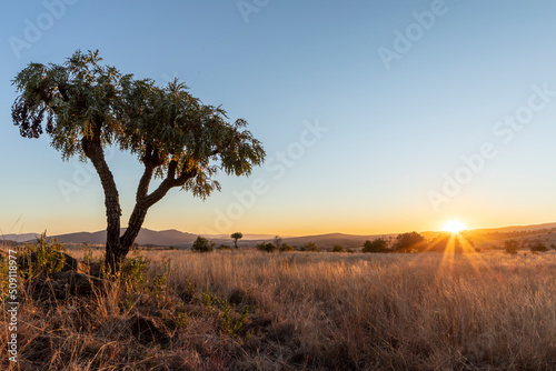 Green Cabbage tree at sunrise in winter