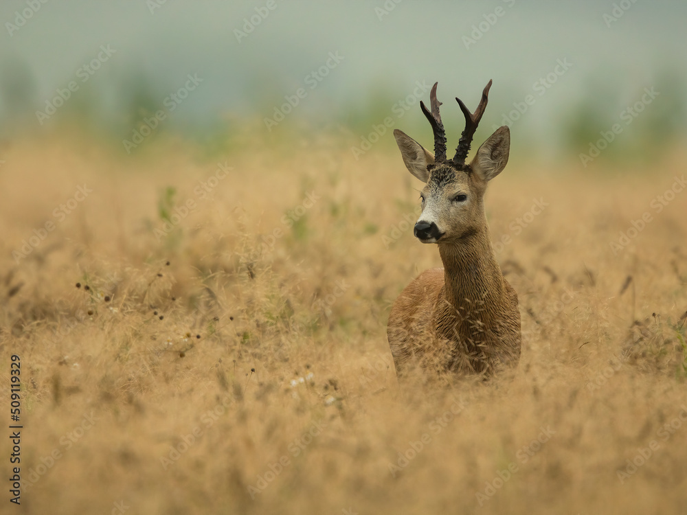 trophy roe deer