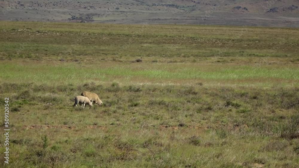 sheep farming in the karoo sheep farming in the karoo