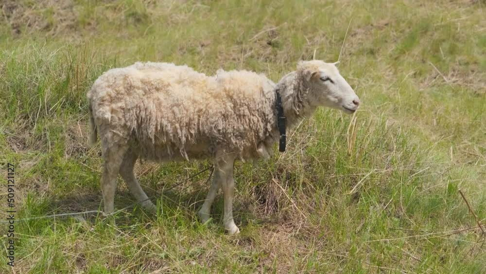 A young sheep eats grass in a field. The lamb eats grass. Sheep in the countryside A young sheep eats grass in a field. The lamb eats grass. Sheep in the countryside
