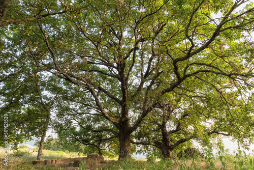 Oak tree, Cerro. Quercus cerris Cerro