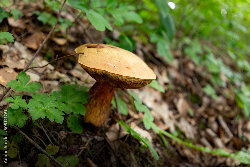 Mushroom in a beechen forest. Mushroom in a beechen forest.