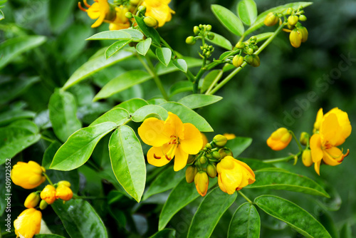 Botanischer Garten in Gütersloh im Juni, Gütersloh in NRW, gelbe Blüte Cassia Senna