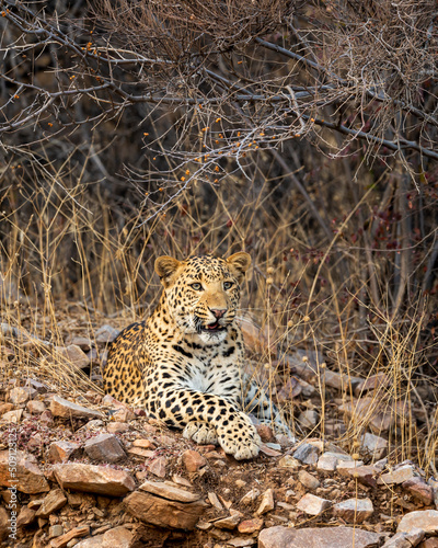 indian wild adult male leopard or panther portrait on with angry face expressions in wildlife jungle safari at forest of india asia - panthera pardus fusca © Sourabh