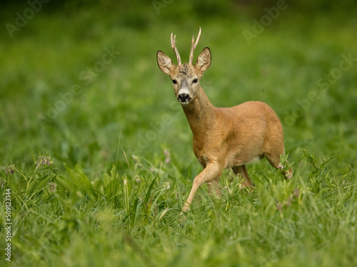 Fotobehang roe deer rut