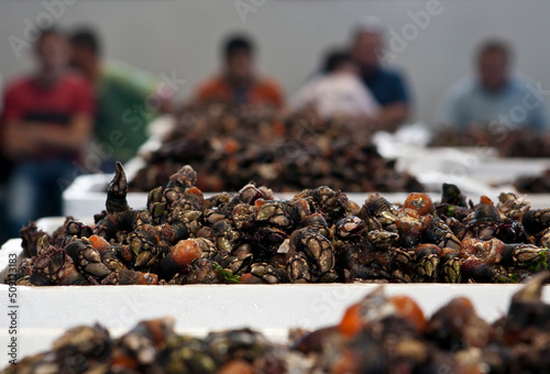 Quadro em tela barnacle fishermen