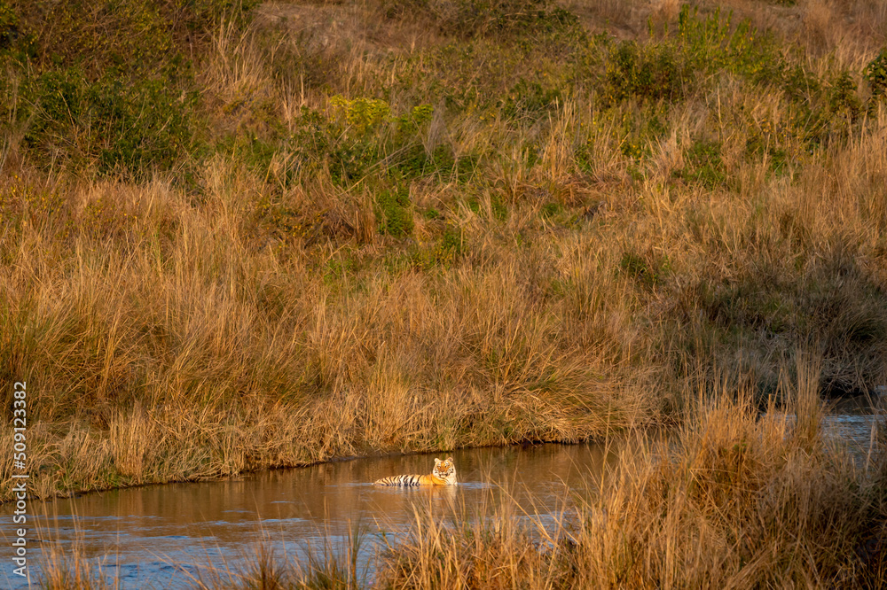 wild bengal male tiger resting in cold water of ramganga river in golden hour winter sunset light at dhikala zone of jim corbett national park forest uttarakhand india asia - panthera tigris tigris wild bengal male tiger resting in cold water of ramganga river in golden hour winter sunset light at dhikala zone of jim corbett national park forest uttarakhand india asia - panthera tigris tigris