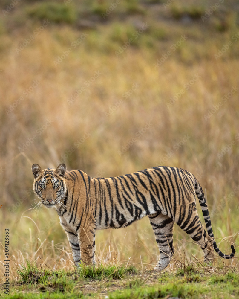 Fototapeta premium Indian wild bengal female tiger side profile standing with eye contact in natural green background at tala bandhavgarh national park forest umaria madhya pradesh india asia - panthera tigris tigris