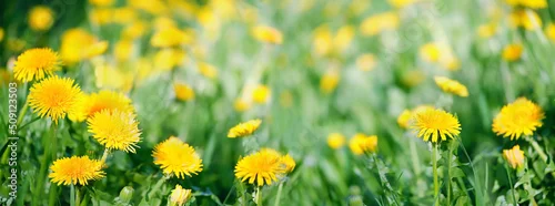 Panel kuchenny z motywem Beautiful yellow dandelion flowers on green meadow, natural blurred background. Dreamy artistic floral image of nature. Green field with yellow fluffy dandelions close up. spring summer season. banner