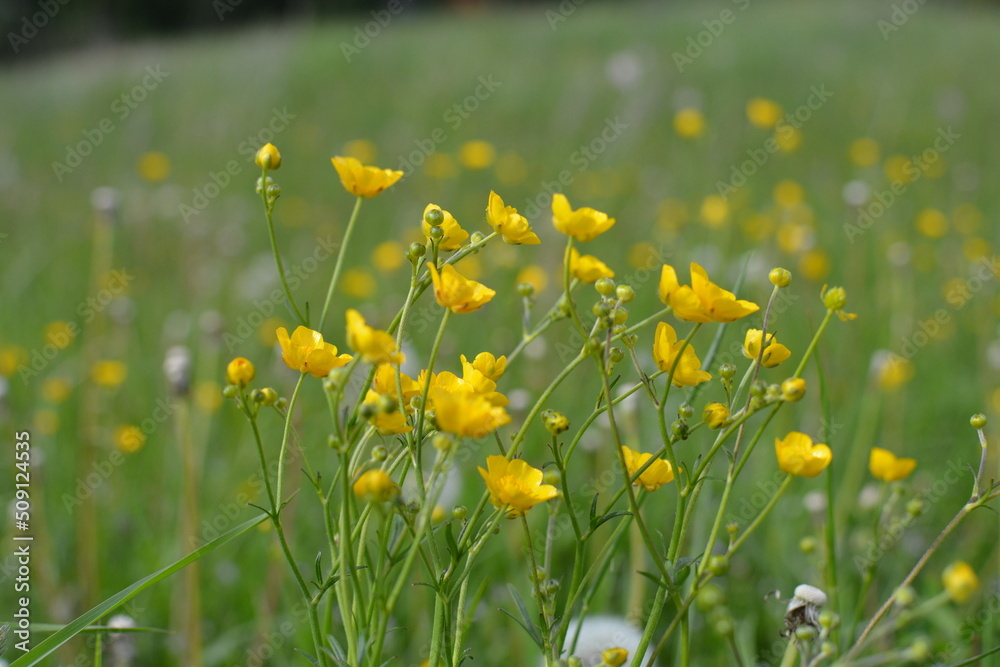 Obraz premium yellow dandelions in the grass