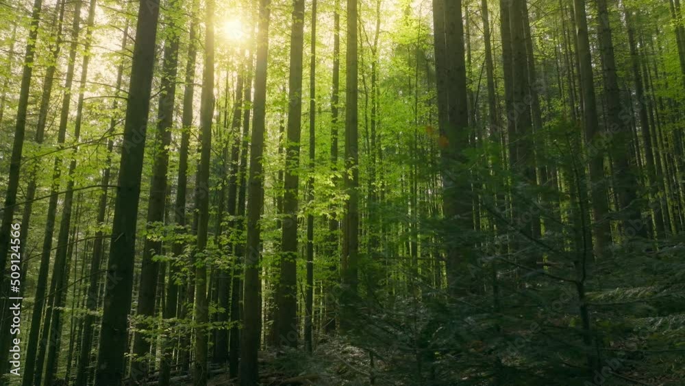 Plant forest sunny magic nature view summer green tree morning Plant forest sunny magic nature view summer green tree morning