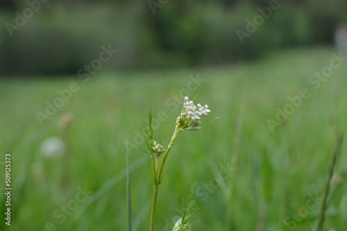 flowers in the grass