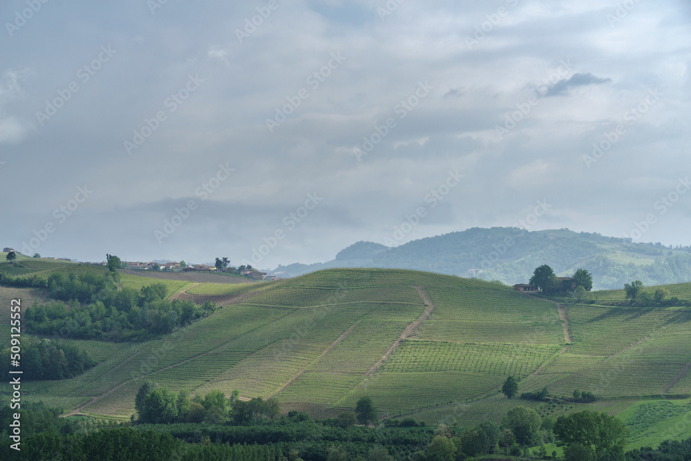 Fototapeta premium Spring landscape of vines and hills in Langhe, Italy