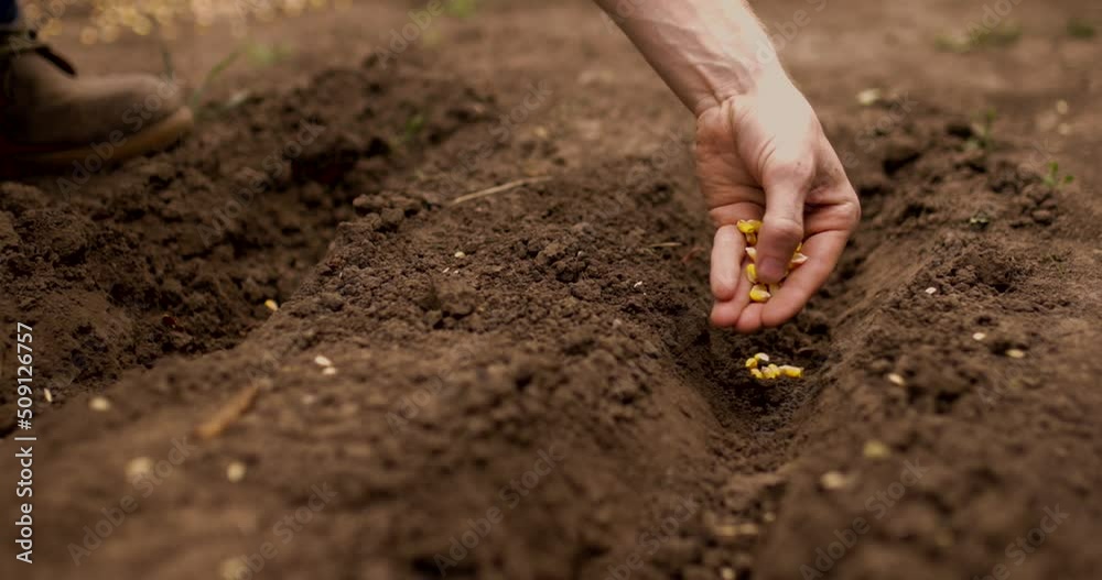 Farmer planting corn seeds in ground in vegetable garden in early spring time. Concept of jobs, occupations, bio products, ecology, grow vegetables Farmer planting corn seeds in ground in vegetable garden in early spring time. Concept of jobs, occupations, bio products, ecology, grow vegetables