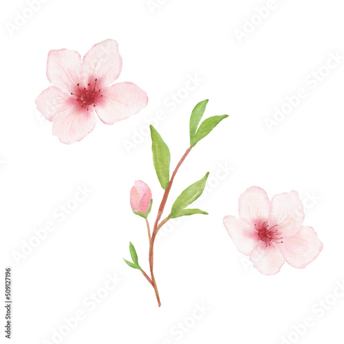 Branch of Cherry blossom illustration. Watercolor painting sakura isolated on white. Japanese flower © Elena