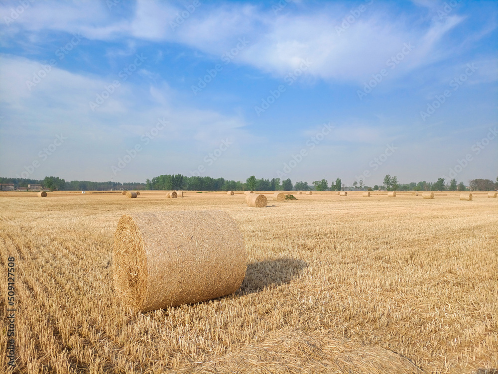 Fototapeta premium A field with wheat straw bales after harvest on the sky background