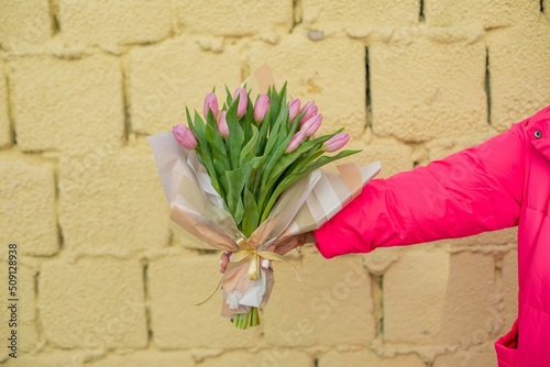 Cropped photo of woman arm in pink jacket, holding, holding pink violet bouquet of tulip flowers. Present women day