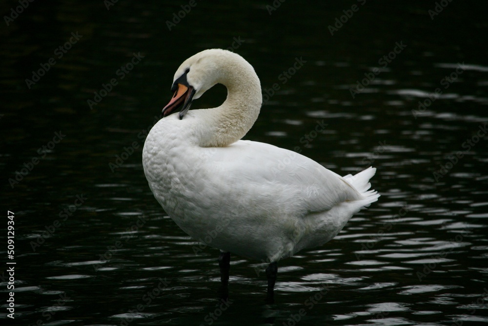 Swan Swan