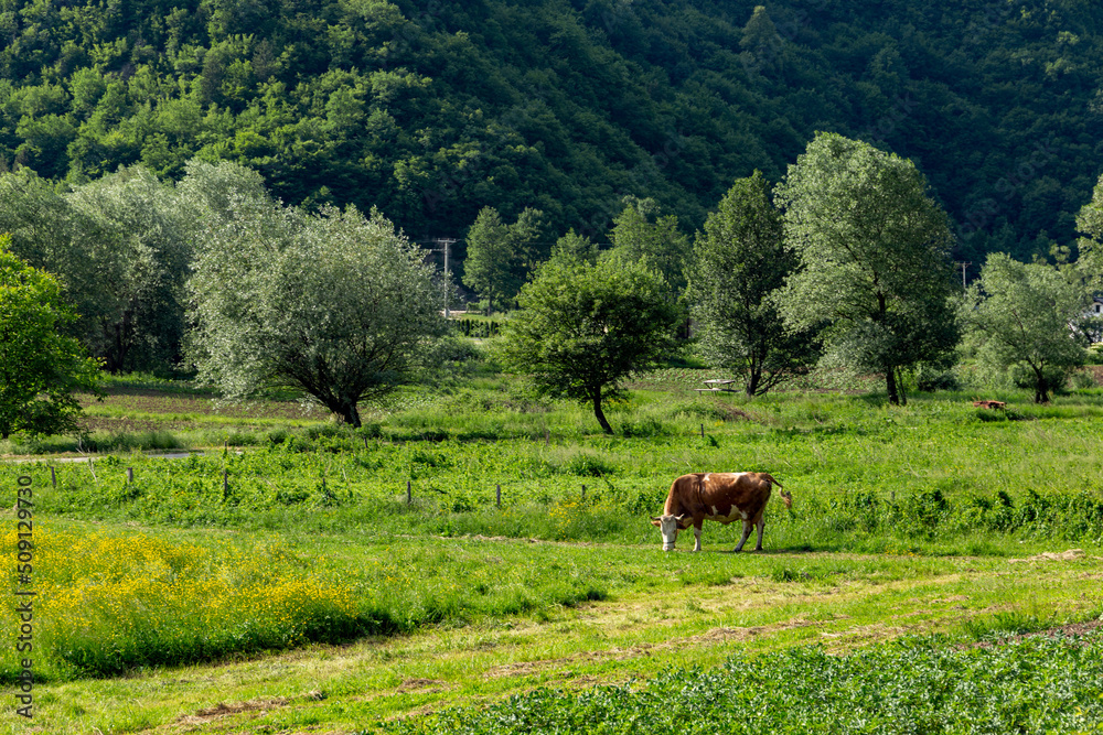 ?ow grazing in the central part of Bosnia and Herzegovina. Not far from the town of Jajce.