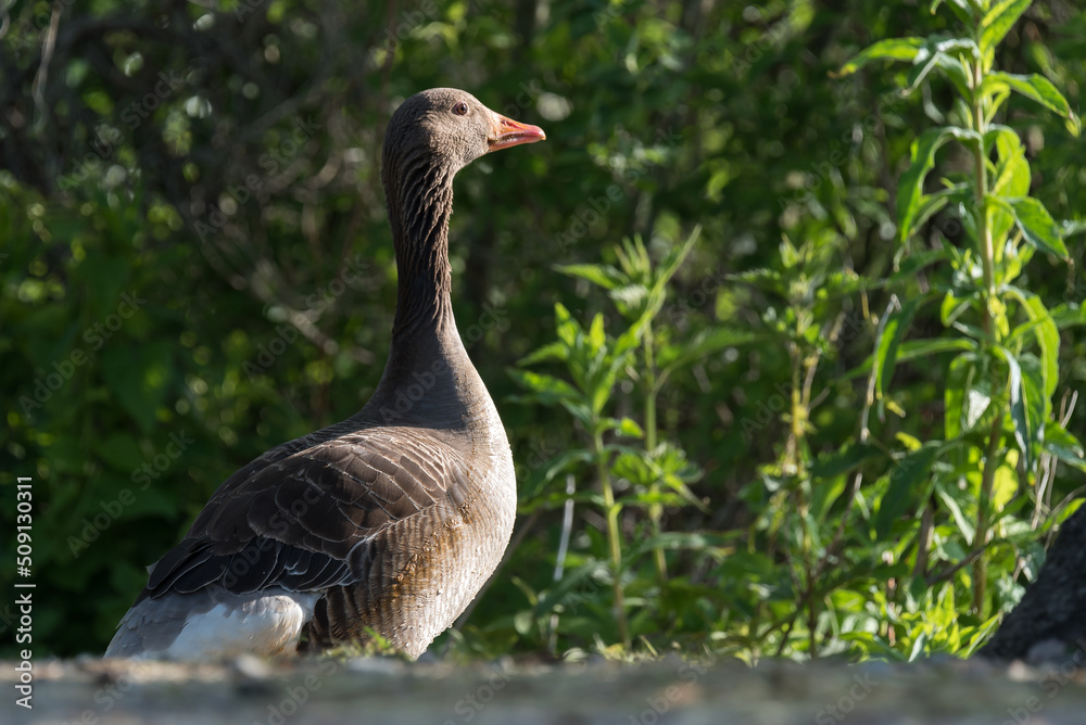 GREYLAG - A wild bird walks on the couseway GREYLAG - A wild bird walks on the couseway
