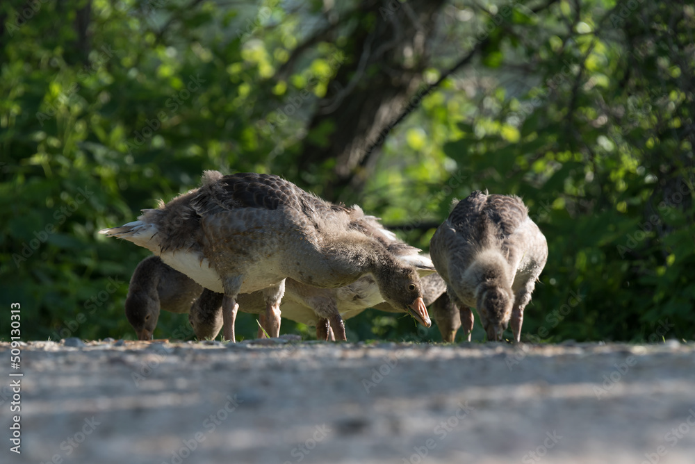 GREYLAG - Young wild birds at breakfast
GREYLAG - Young wild birds at breakfast