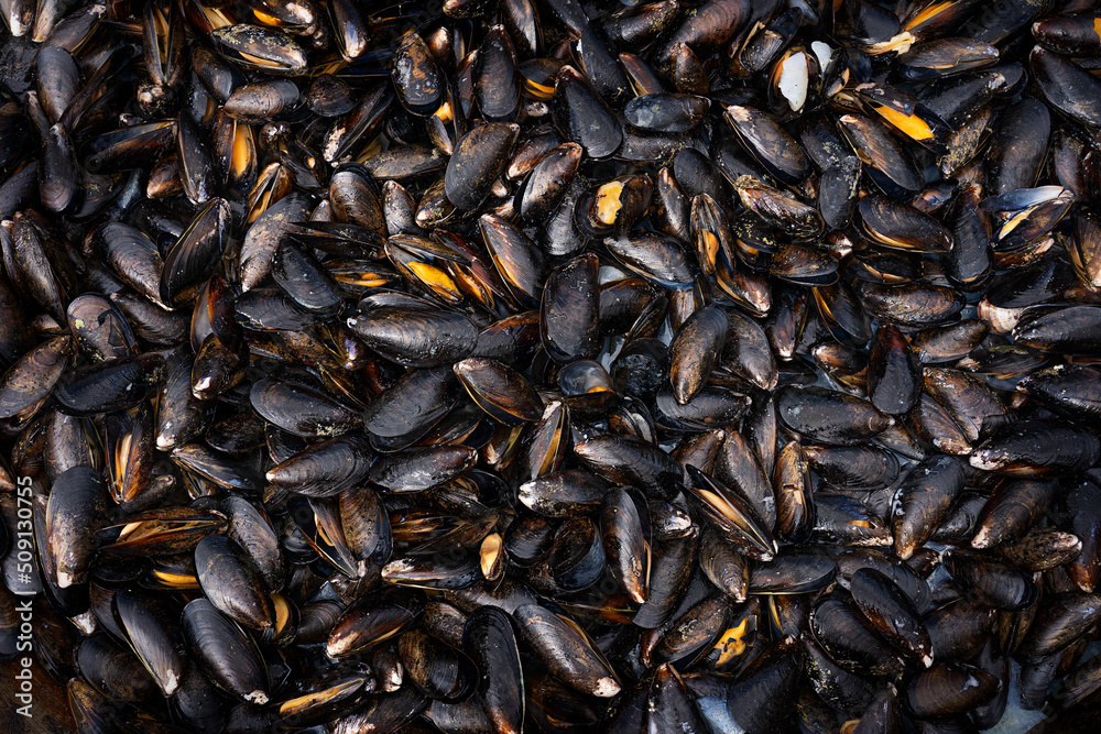 Top or high angle view of bunch of bivalve mussels of oval shape and black color being cooked, steamed, boiled or fried in huge pan used as source of protein, zink and vitamins as healthy dietary food