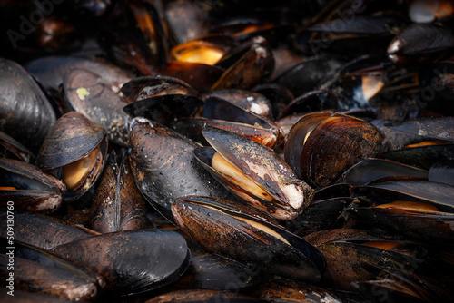 Bunch or pile of black seafood Mussel of oval shell shape composed of two hinged halves being fried, barbecued, steamed or boiled used as source of selenium, vitamin and zinc as healthy food
